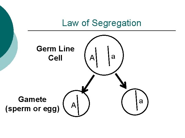 Law of Segregation Germ Line Cell Gamete (sperm or egg) A A a a