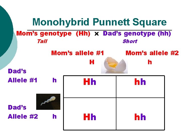 Monohybrid Punnett Square Mom’s genotype (Hh) x Dad’s genotype (hh) Tall Short Mom’s allele