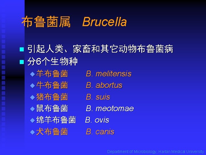 布鲁菌属 Brucella 引起人类、家畜和其它动物布鲁菌病 n 分6个生物种 n u 羊布鲁菌 u 牛布鲁菌 u 猪布鲁菌 u 鼠布鲁菌