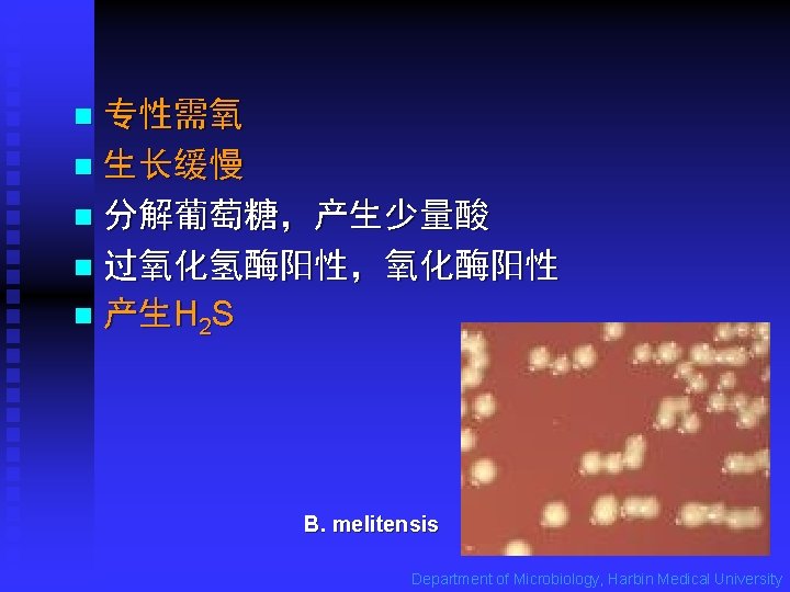 专性需氧 n 生长缓慢 n 分解葡萄糖，产生少量酸 n 过氧化氢酶阳性，氧化酶阳性 n 产生H 2 S n B. melitensis