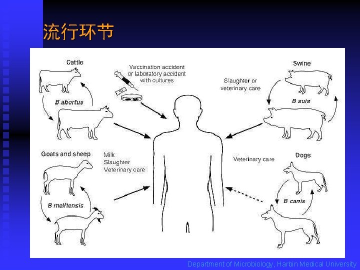 流行环节 Department of Microbiology, Harbin Medical University 