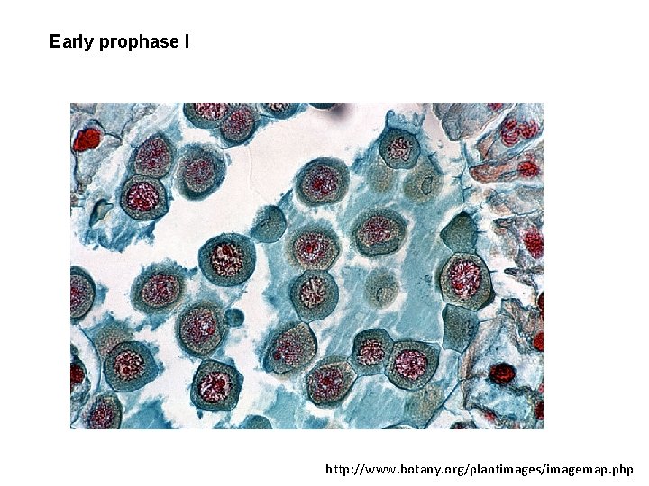 Early prophase I http: //www. botany. org/plantimages/imagemap. php 