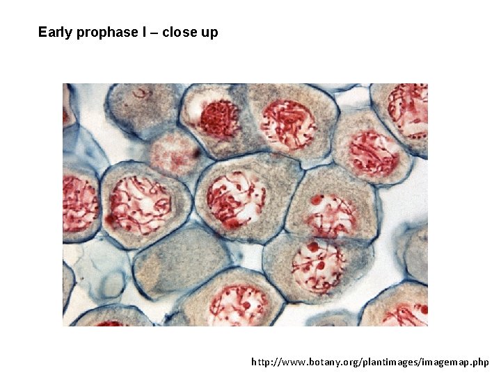 Early prophase I – close up http: //www. botany. org/plantimages/imagemap. php 