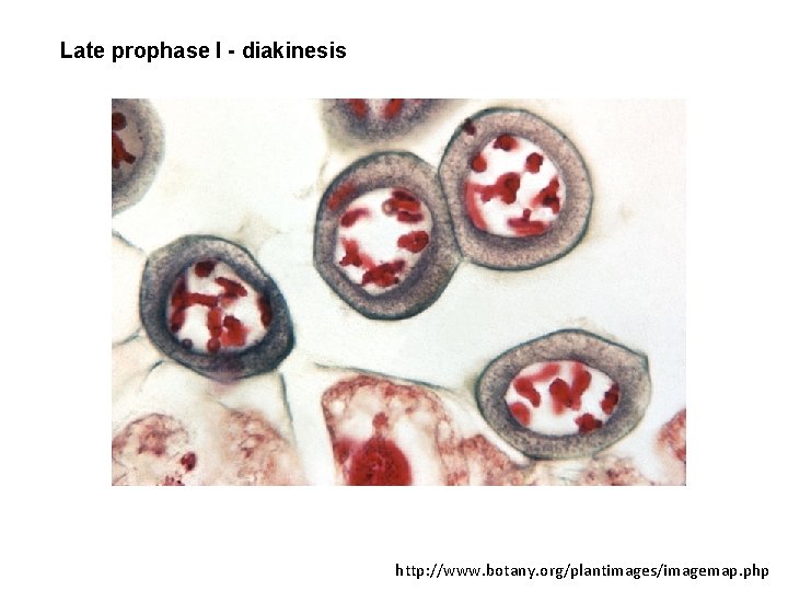 Late prophase I - diakinesis http: //www. botany. org/plantimages/imagemap. php 