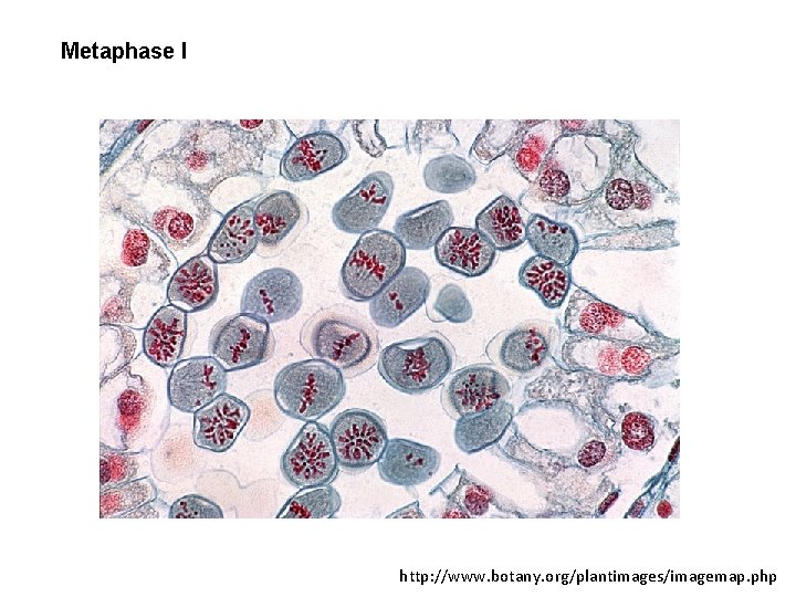 Metaphase I http: //www. botany. org/plantimages/imagemap. php 