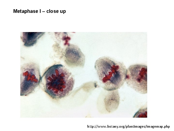 Metaphase I – close up http: //www. botany. org/plantimages/imagemap. php 