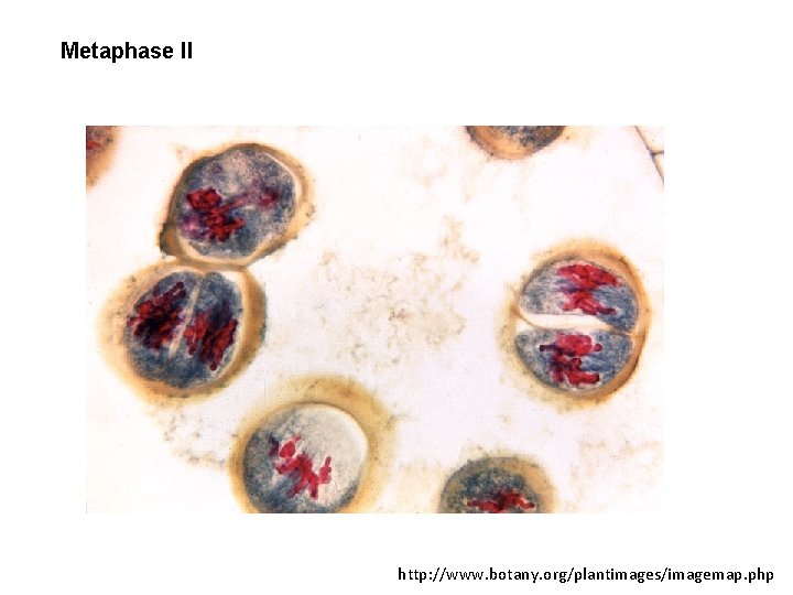 Metaphase II http: //www. botany. org/plantimages/imagemap. php 