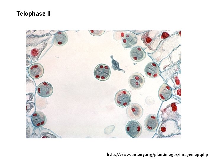 Telophase II http: //www. botany. org/plantimages/imagemap. php 