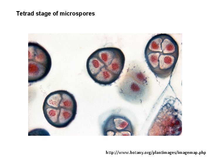 Tetrad stage of microspores http: //www. botany. org/plantimages/imagemap. php 