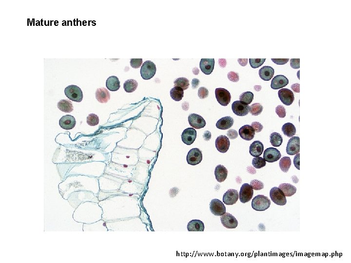 Mature anthers http: //www. botany. org/plantimages/imagemap. php 