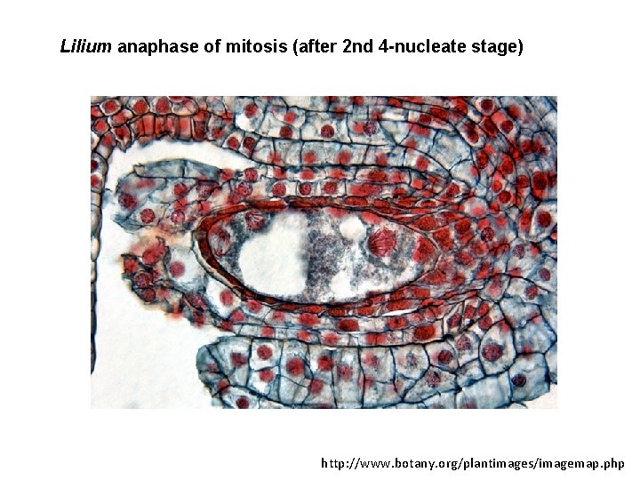 Lilium anaphase of mitosis (after 2 nd 4 -nucleate stage) http: //www. botany. org/plantimages/imagemap.