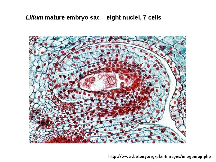Lilium mature embryo sac – eight nuclei, 7 cells http: //www. botany. org/plantimages/imagemap. php