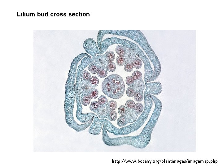 Lilium bud cross section http: //www. botany. org/plantimages/imagemap. php 