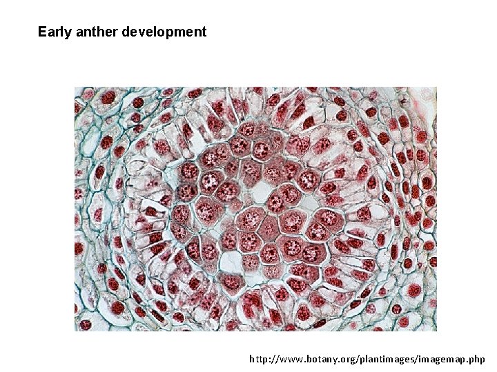 Early anther development http: //www. botany. org/plantimages/imagemap. php 