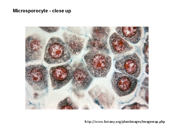 Microsporocyte - close up http: //www. botany. org/plantimages/imagemap. php 
