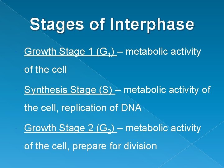 Stages of Interphase Growth Stage 1 (G 1) – metabolic activity of the cell