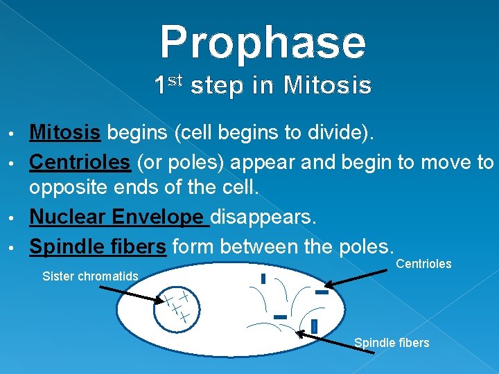 Prophase 1 st step in Mitosis begins (cell begins to divide). • Centrioles (or