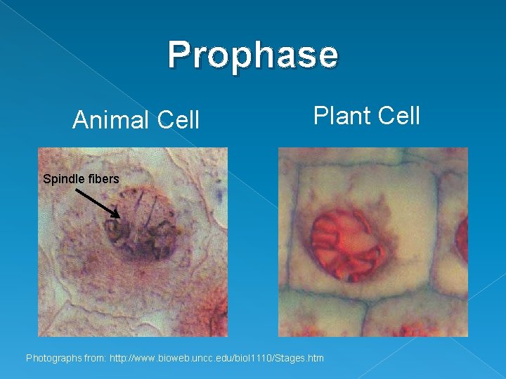 Prophase Animal Cell Plant Cell Spindle fibers Photographs from: http: //www. bioweb. uncc. edu/biol
