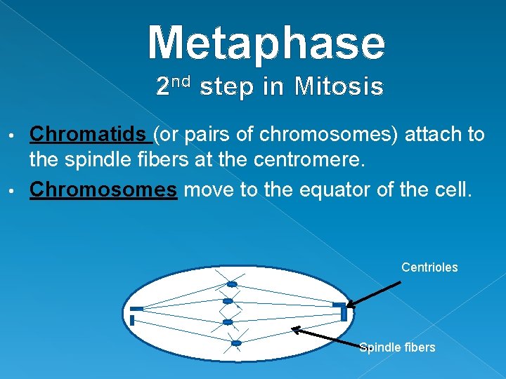 Metaphase 2 nd step in Mitosis Chromatids (or pairs of chromosomes) attach to the