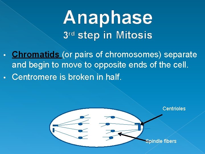 Anaphase 3 rd step in Mitosis Chromatids (or pairs of chromosomes) separate and begin