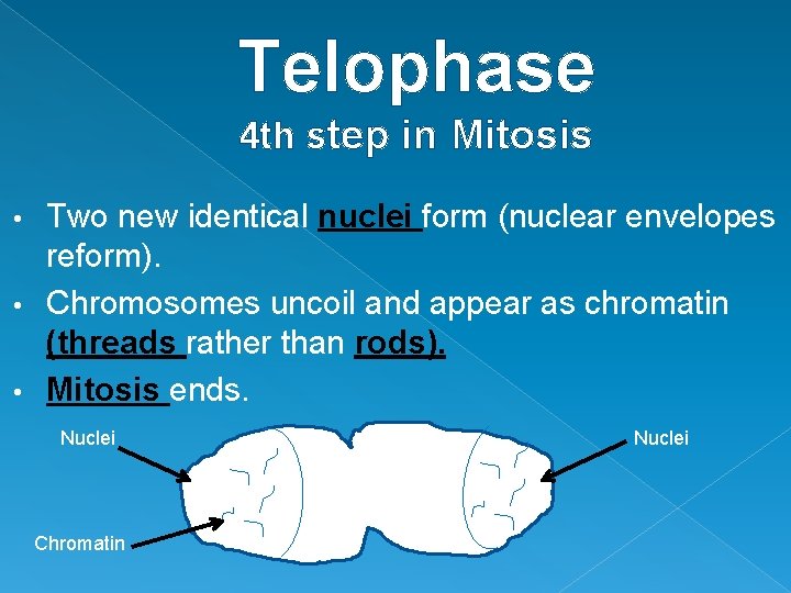 Telophase 4 th step in Mitosis Two new identical nuclei form (nuclear envelopes reform).