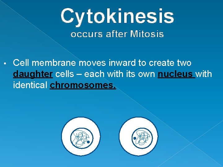 Cytokinesis occurs after Mitosis • Cell membrane moves inward to create two daughter cells