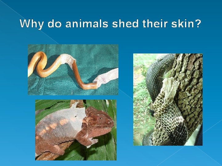 Why do animals shed their skin? 
