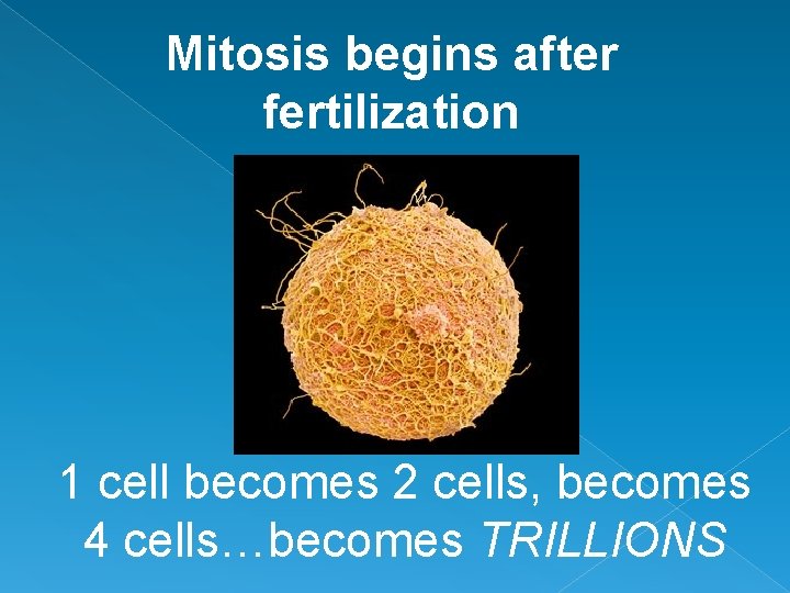 Mitosis begins after fertilization 1 cell becomes 2 cells, becomes 4 cells…becomes TRILLIONS 