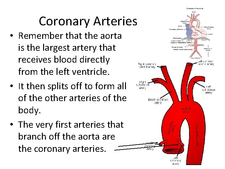 Coronary Arteries • Remember that the aorta is the largest artery that receives blood