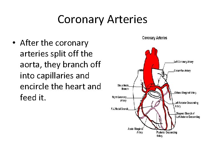 Coronary Arteries • After the coronary arteries split off the aorta, they branch off