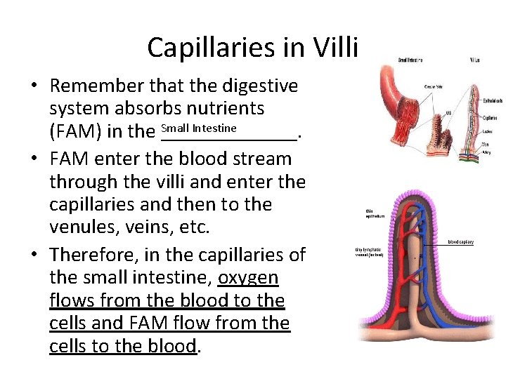Capillaries in Villi • Remember that the digestive system absorbs nutrients Small Intestine (FAM)