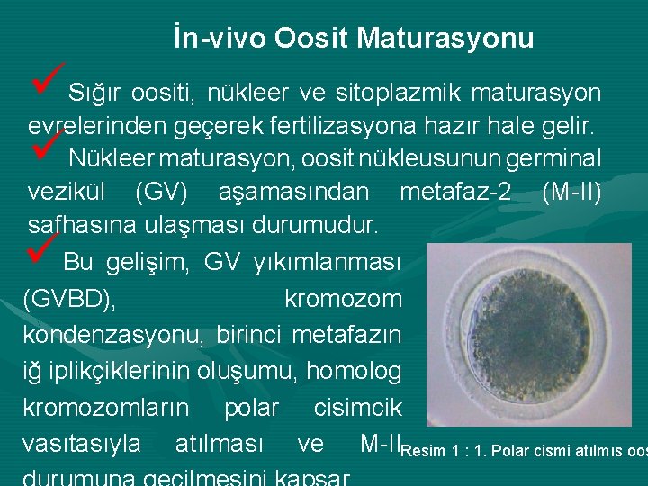 İn-vivo Oosit Maturasyonu üSığır oositi, nükleer ve sitoplazmik maturasyon evrelerinden geçerek fertilizasyona hazır hale