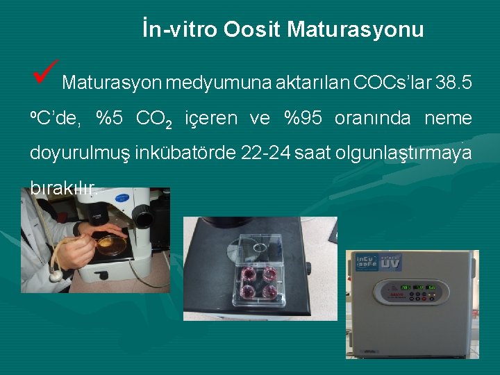 İn-vitro Oosit Maturasyonu üMaturasyon medyumuna aktarılan COCs’lar 38. 5 o. C’de, %5 CO 2