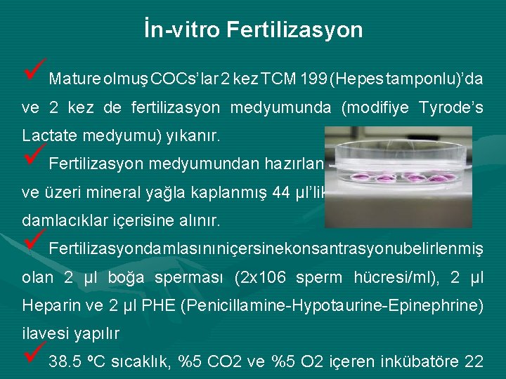 İn-vitro Fertilizasyon üMature olmuş COCs’lar 2 kez TCM 199 (Hepes tamponlu)’da ve 2 kez