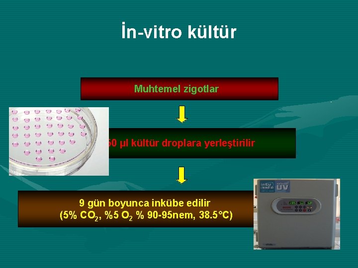 İn-vitro kültür Muhtemel zigotlar 50 μl kültür droplara yerleştirilir 9 gün boyunca inkübe edilir