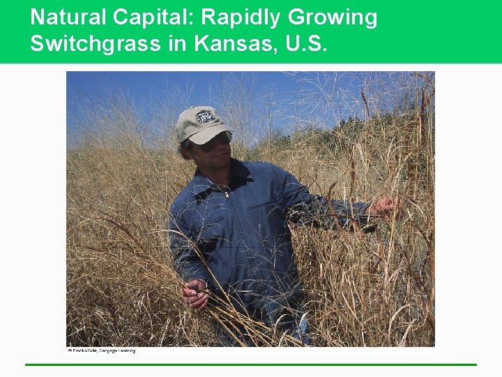 Natural Capital: Rapidly Growing Switchgrass in Kansas, U. S. 