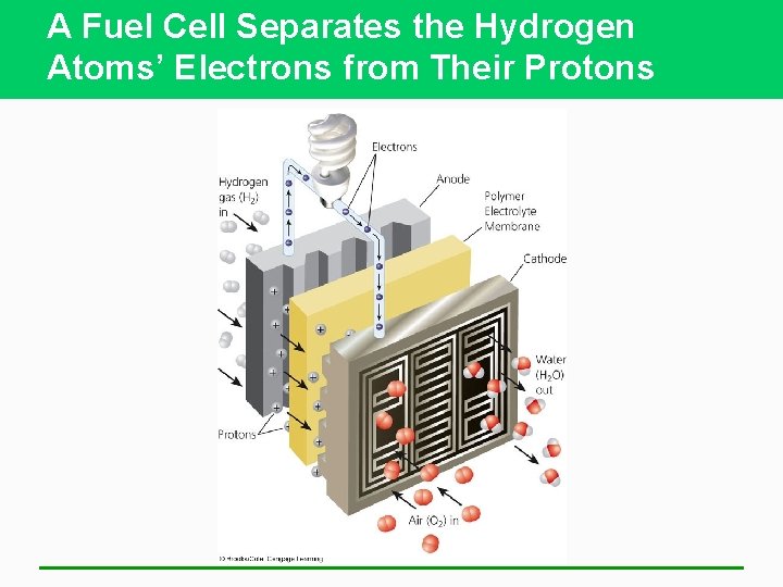 A Fuel Cell Separates the Hydrogen Atoms’ Electrons from Their Protons 