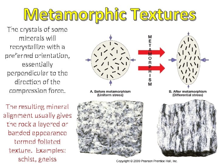 Metamorphic Textures The crystals of some minerals will recrystallize with a preferred orientation, essentially