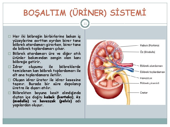 BOŞALTIM (ÜRİNER) SİSTEMİ 11 � Her iki böbreğin birbirlerine bakan iç � � yüzeylerine