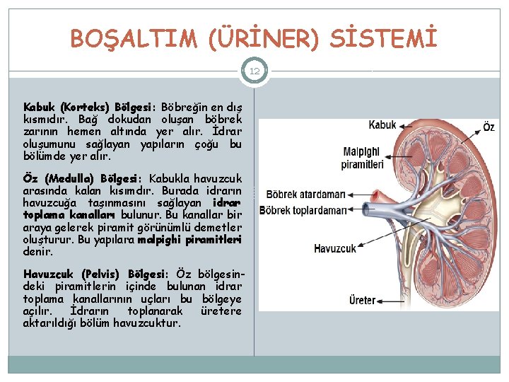 BOŞALTIM (ÜRİNER) SİSTEMİ 12 Kabuk (Korteks) Bölgesi: Böbreğin en dış kısmıdır. Bağ dokudan oluşan