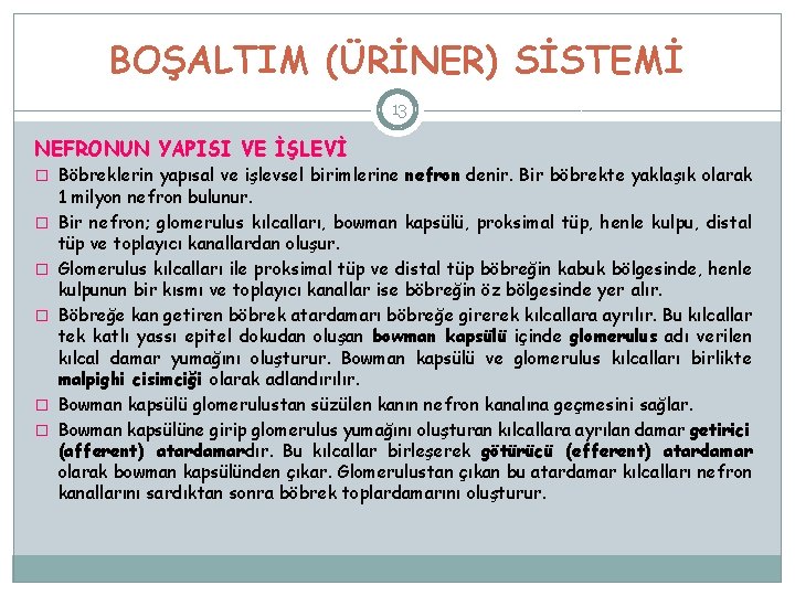 BOŞALTIM (ÜRİNER) SİSTEMİ 13 NEFRONUN YAPISI VE İŞLEVİ � Böbreklerin yapısal ve işlevsel birimlerine