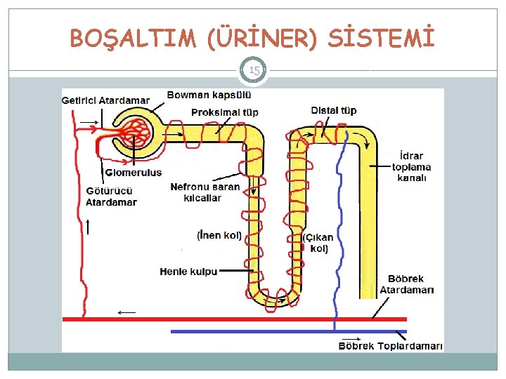 BOŞALTIM (ÜRİNER) SİSTEMİ 15 