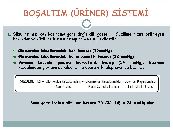 BOŞALTIM (ÜRİNER) SİSTEMİ 19 � Süzülme hızı kan basıncına göre değişiklik gösterir. Süzülme hızını