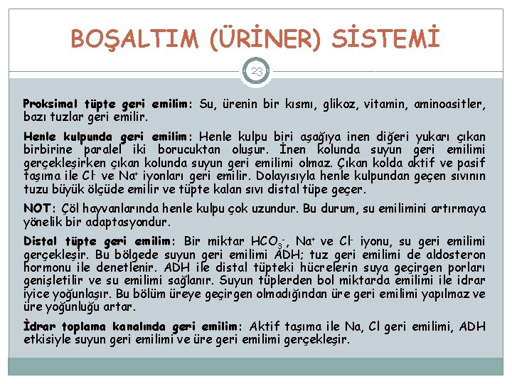 BOŞALTIM (ÜRİNER) SİSTEMİ 23 Proksimal tüpte geri emilim: Su, ürenin bir kısmı, glikoz, vitamin,