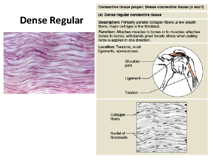 Dense Regular Figure 4. 8 e 