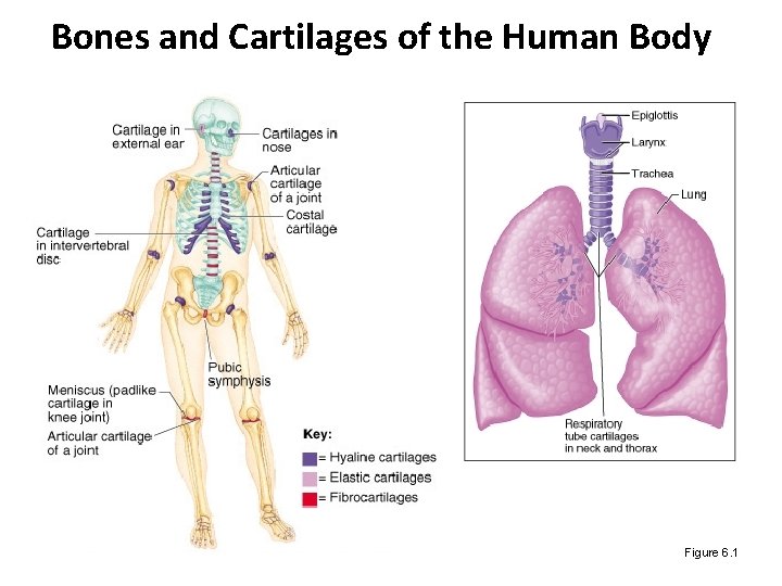 Bones and Cartilages of the Human Body Figure 6. 1 