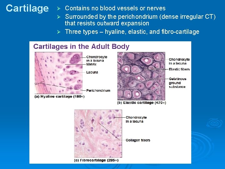 Cartilage Ø Ø Ø Contains no blood vessels or nerves Surrounded by the perichondrium