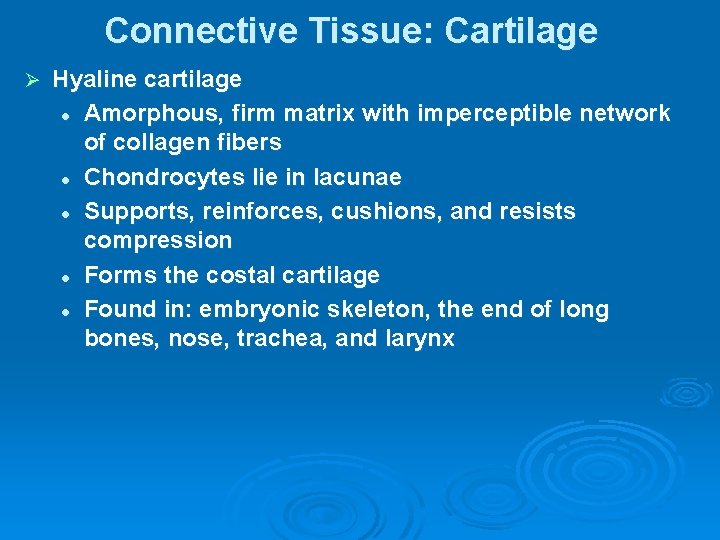 Connective Tissue: Cartilage Ø Hyaline cartilage l Amorphous, firm matrix with imperceptible network of