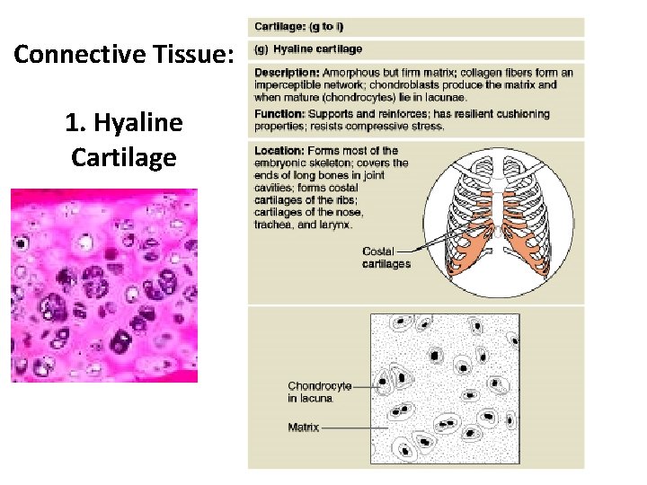 Connective Tissue: 1. Hyaline Cartilage 