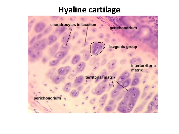 Hyaline cartilage 